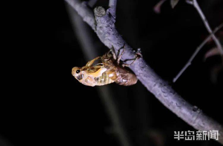 有人靠它一夏天挣十几万！“行情比黄金还好”！这东西最近太火了(图1)