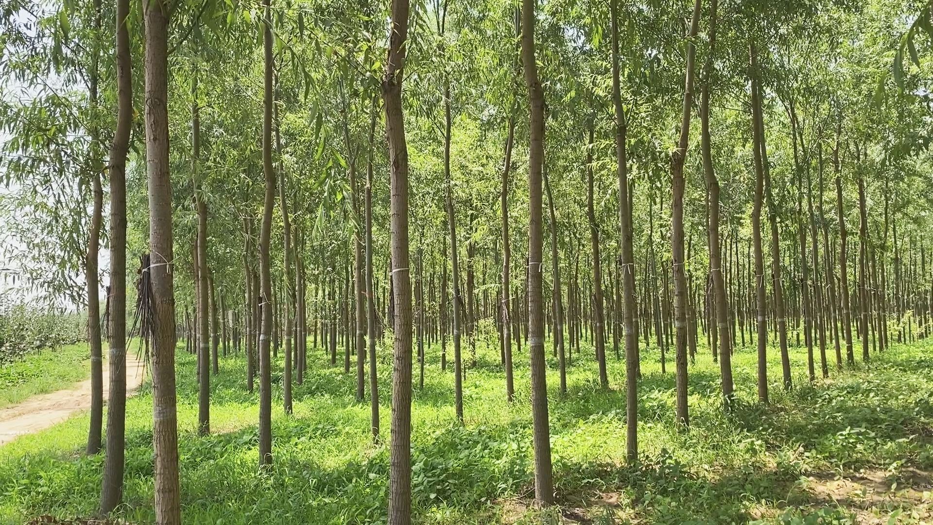 林下养蝉“钱景”好铺就村民致富路(图1)