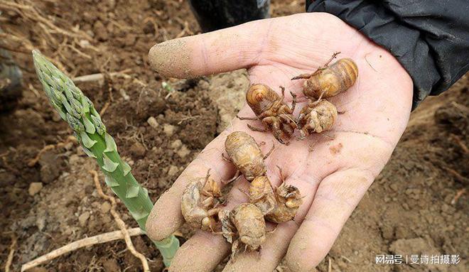 高收益的特色种植不占土地资源不愁销路亩收入高达30000元!(图4)