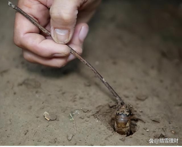 疯狂！有人花40多万收购4000斤金蝉背后：有养殖户赔光多年积蓄(图6)