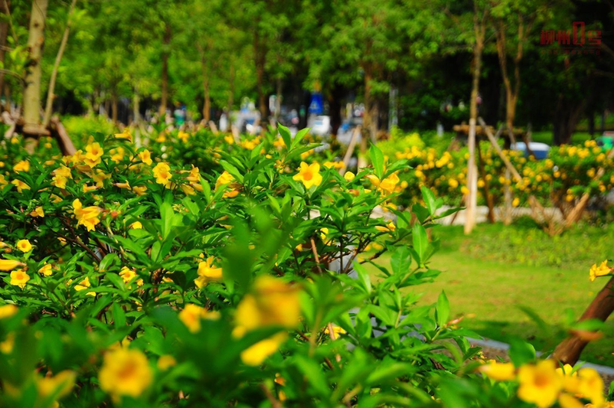 盛花期太惊艳连名字都那么美！柳州“花事”上新(图3)