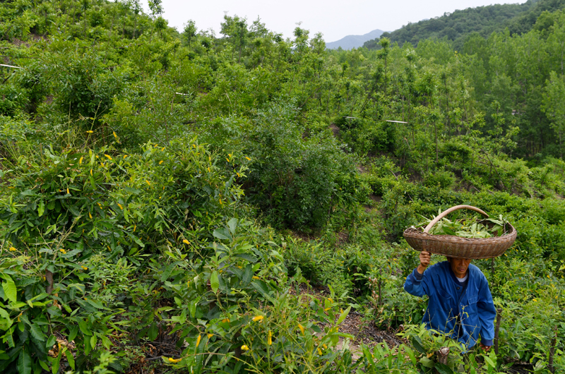 河南鲁山：小小蚕宝宝致富新门道(图1)