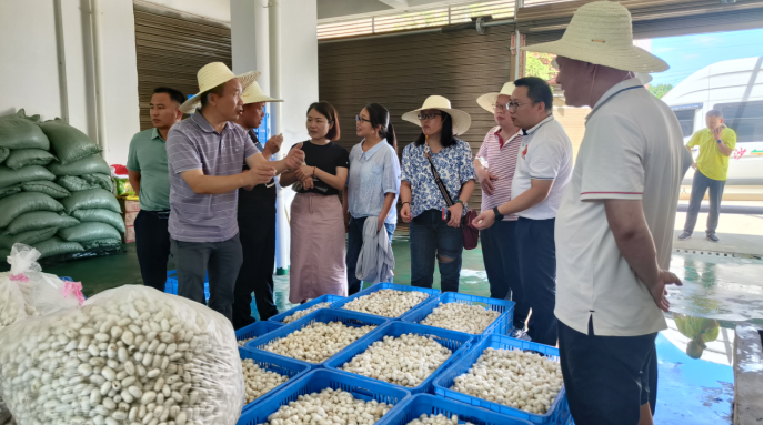 桑树染绿大地蚕丝编织精彩致富产业故事(图1)