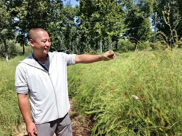 平度：新河镇新农人李坤誓做青岛地区芦笋养蝉第一人(图2)