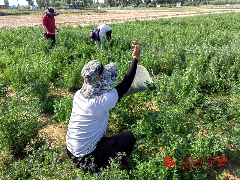 寧夏鹽池：小院不小越走越寬(图1)