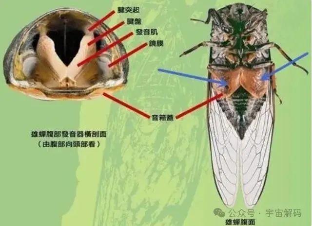 五种最常见的知了你都见过吗？(图4)