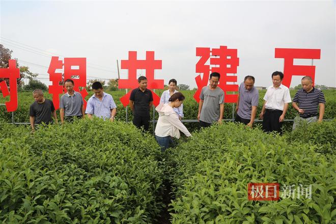 湖北阳新：75名农业科技特派员送“技”下乡拓宽了农民致富途径(图3)