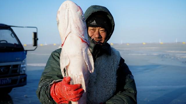 冬天吃鱼内行人只挑选这4种鱼人工无法养殖天冷了更肥美(图1)