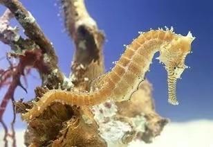 海马一斤能卖上万块这么贵的海鲜为啥很少有人养？(图6)